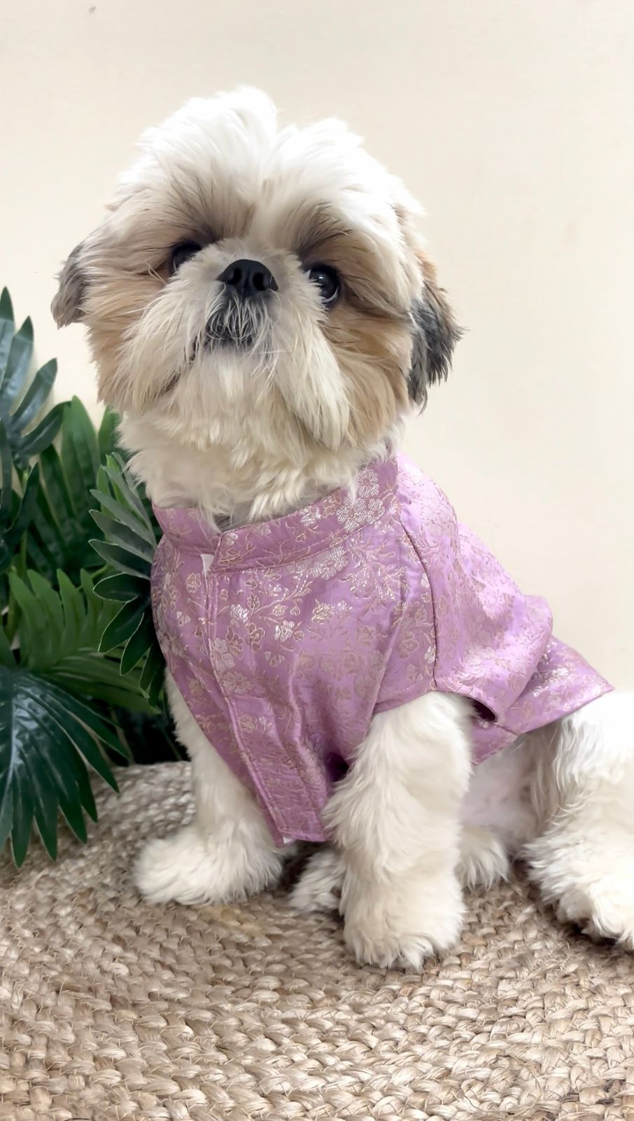 A Shih Tzu dog sitting and wearing a Banarasi Lavender Grace Ethnic Kurta with gold leaf accents and a traditional collar by The Woof Parade.