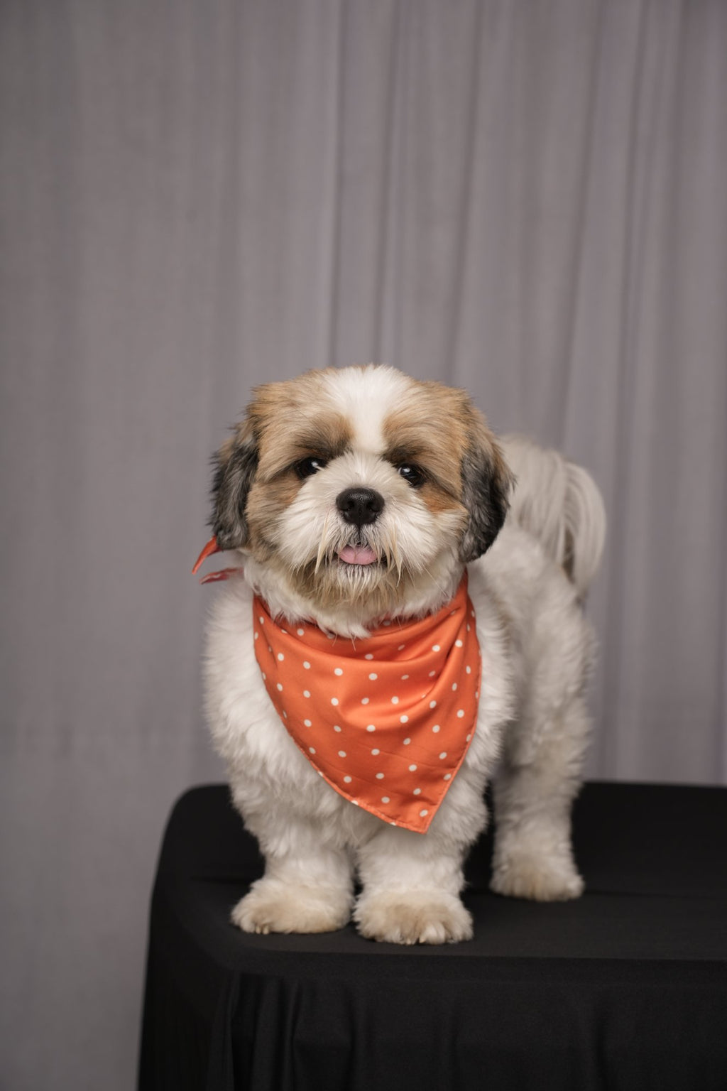 Orange Polka & Petal Pup Reversible Bandana for Dogs & Cats