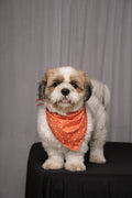 Orange Polka & Petal Pup Reversible Bandana for Dogs & Cats