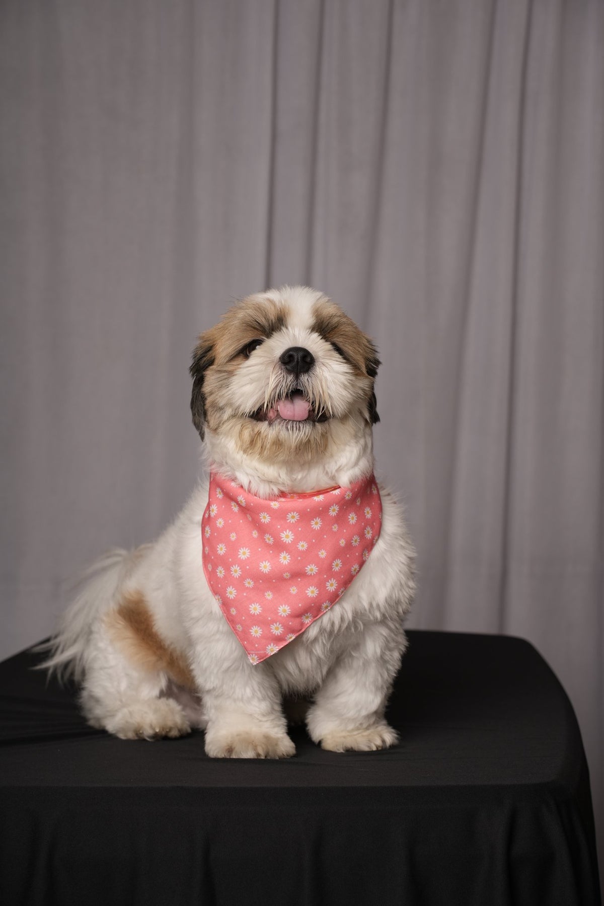 Orange Polka & Petal Pup Reversible Bandana for Dogs & Cats