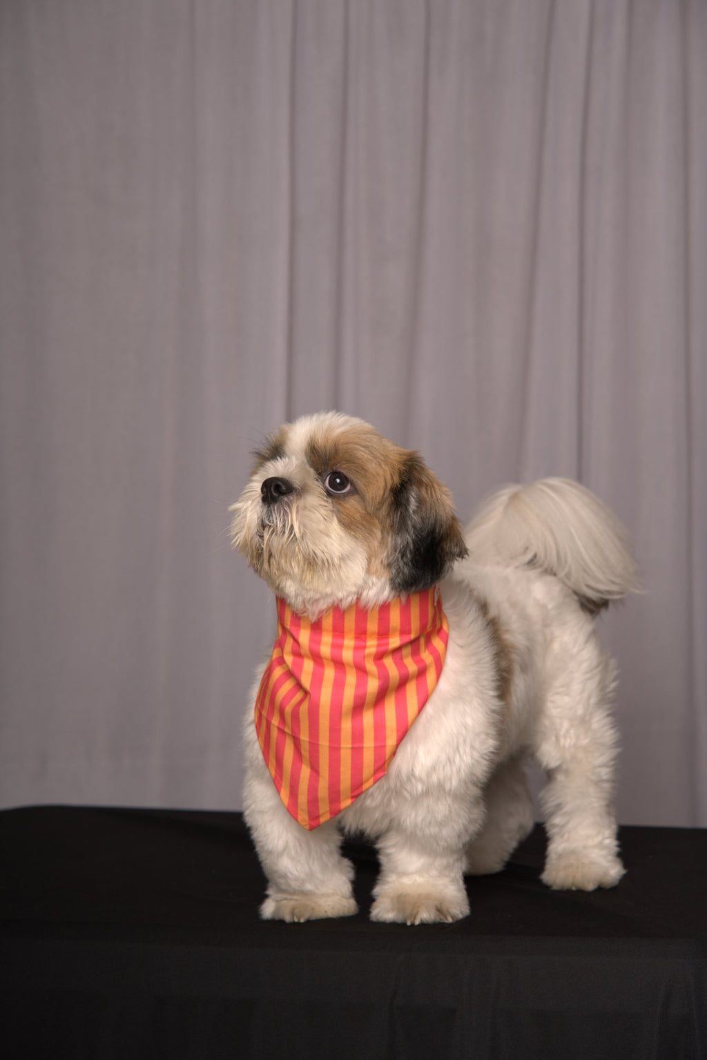 Pink & Orange Stripes Bandana for Dogs & Cats