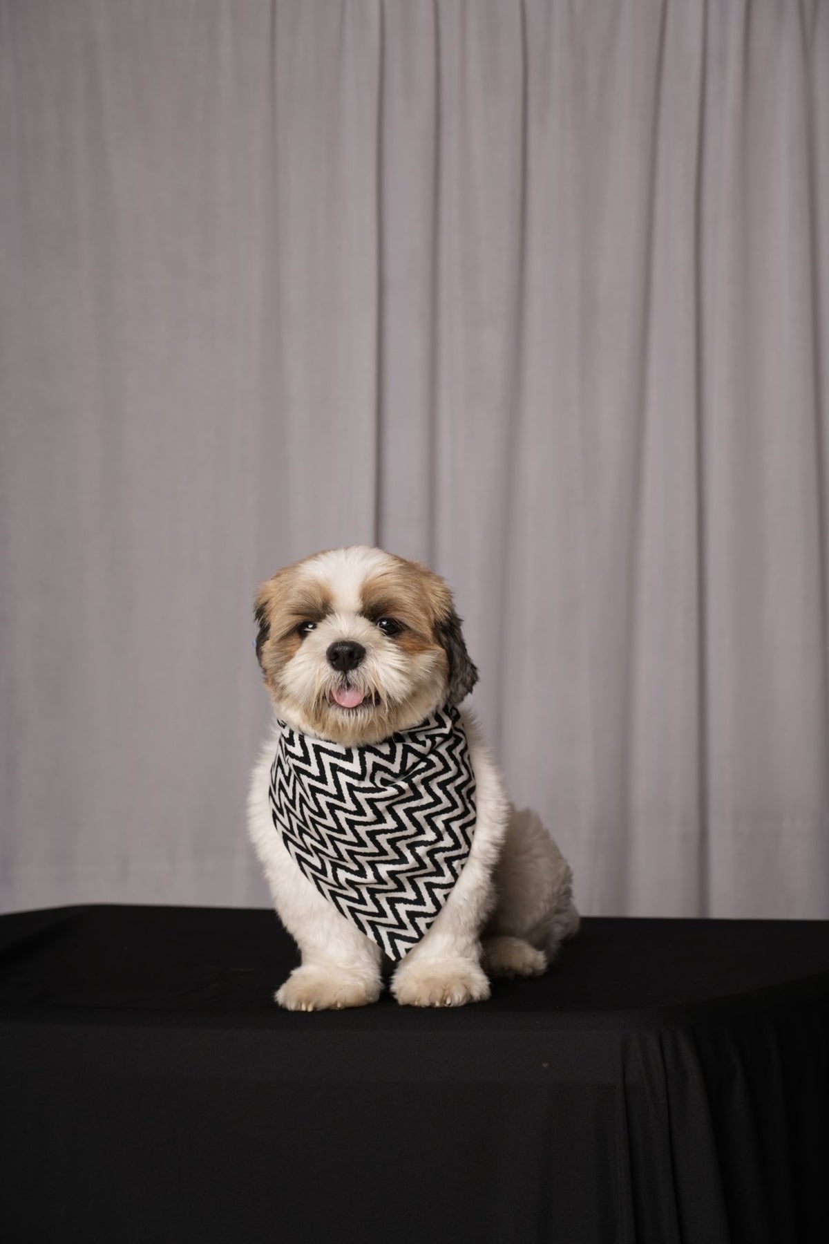 Black & White Zigzag & Denim Reversible Bandana for Dogs & Cats