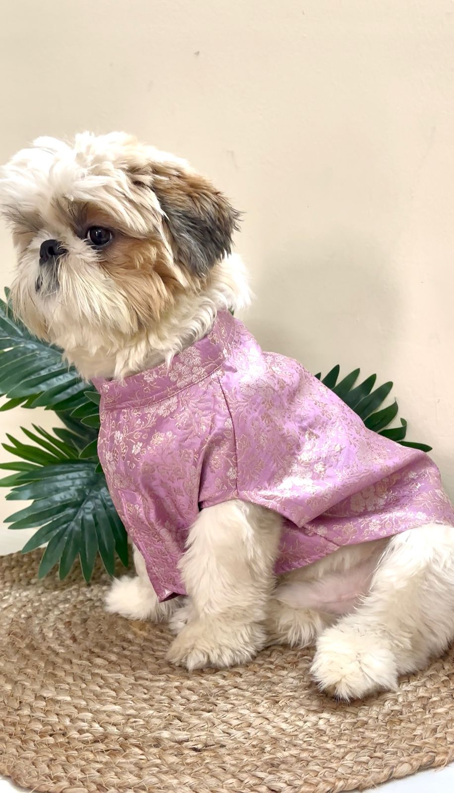 A Shih Tzu dog sitting and wearing a Banarasi Lavender Grace Ethnic Kurta with gold leaf accents and a traditional collar by The Woof Parade.