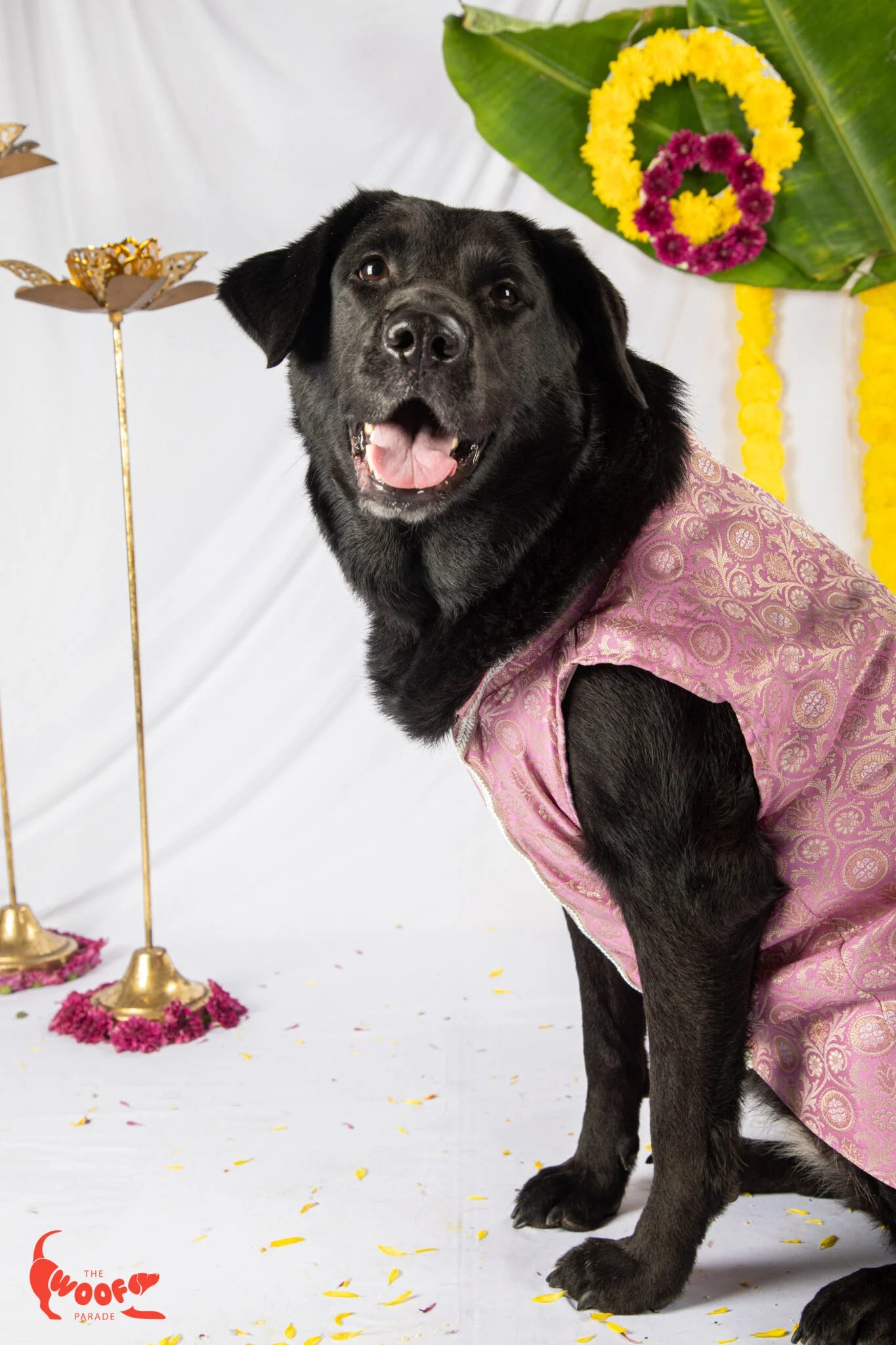 Front view of a black dog sitting and modeling a lavender Banarasi ethnic kurta for dogs, featuring a traditional gold pattern for weddings or festivals — The Woof Parade.