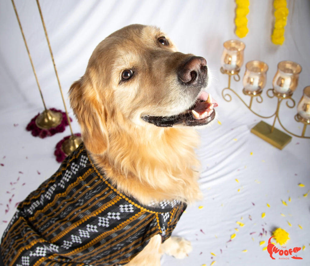 Front view of a Golden Retriever sitting and wearing a traditional black Assamese kurta for pets, ideal for festivals and special occasions by The Woof Parade.