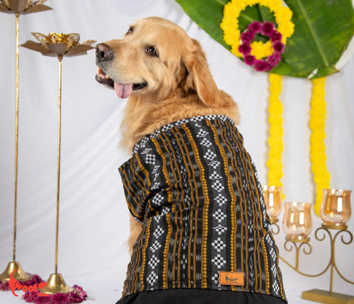 Back view of a Golden Retriever modeling a black and gold Assamese ethnic kurta for dogs, highlighting the intricate weave and heritage motifs — The Woof Parade.