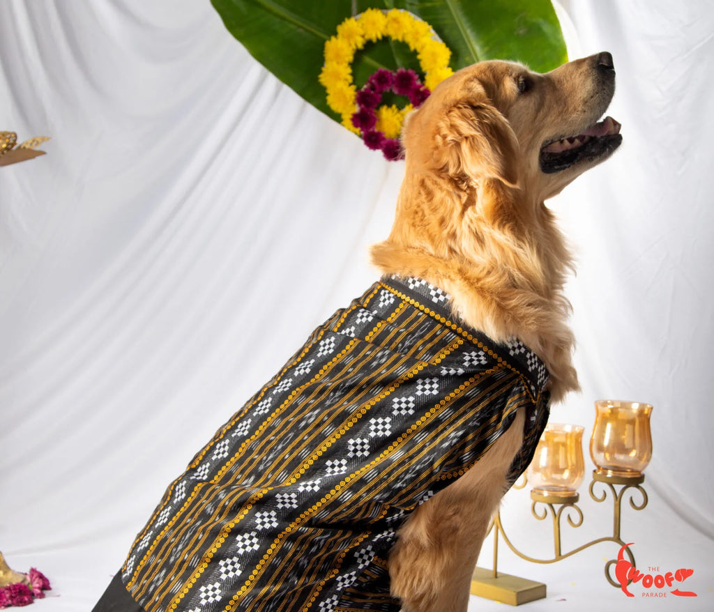 Golden Retriever dog looking up in a festive setting, wearing a Black Assamese Classic Festive Kurta with traditional geometric patterns from The Woof Parade.