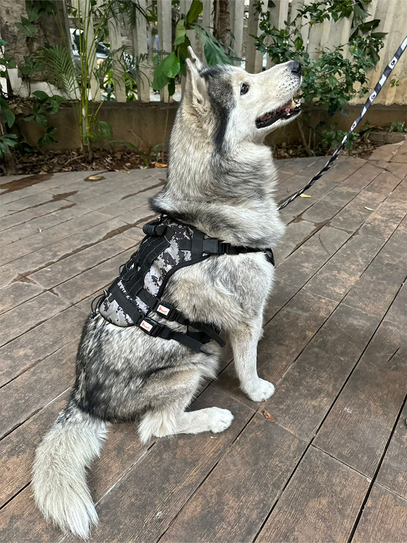 Husky dog sitting on a patio wearing a durable military print tactical harness by The Woof Parade.