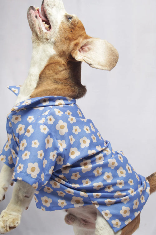 Side view of a Beagle dog jumping up, wearing a Blue Meadow Cotton Shirt with a white daisy floral print from The Woof Parade.