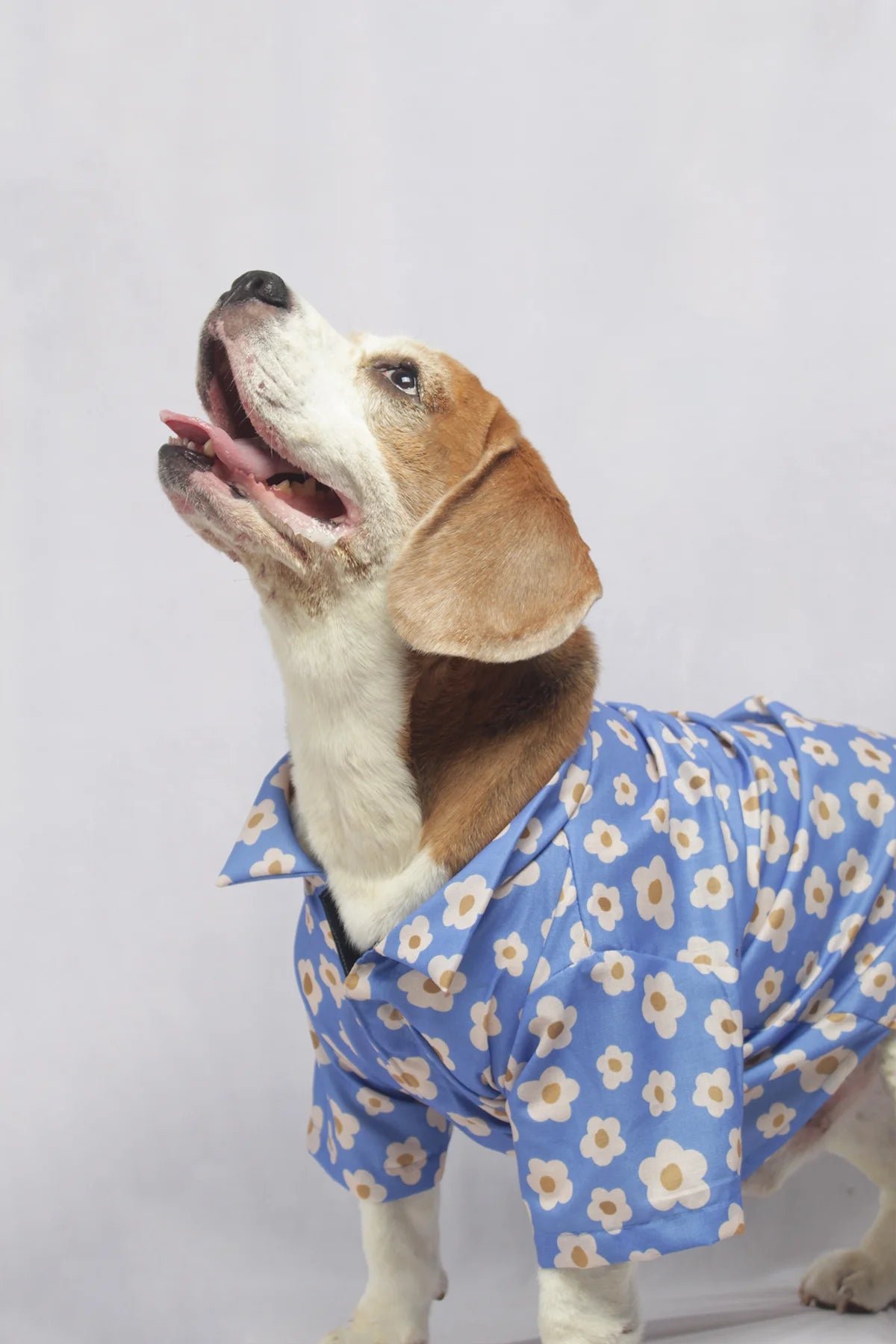 Profile view of a Beagle dog modeling a breathable blue floral cotton shirt for dogs and cats by The Woof Parade.