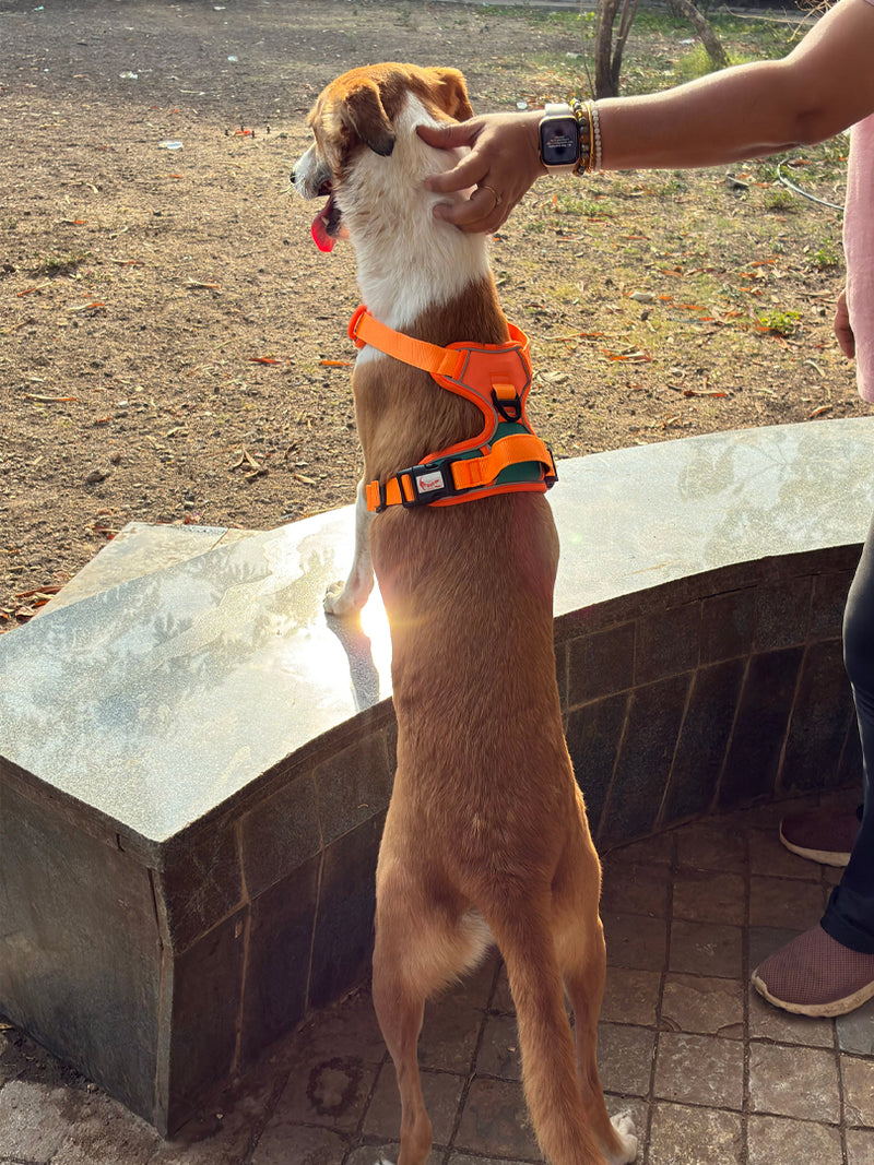 No Pull Premium Harness for dogs
