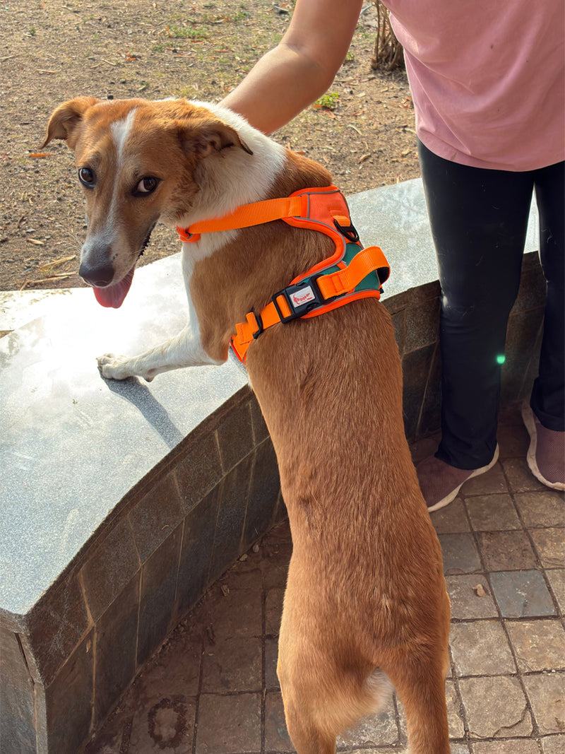 No Pull Premium Harness for dogs