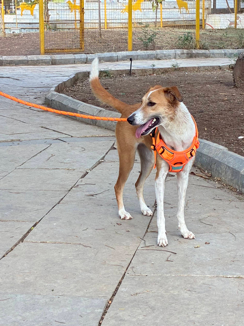 No Pull Premium Harness for dogs