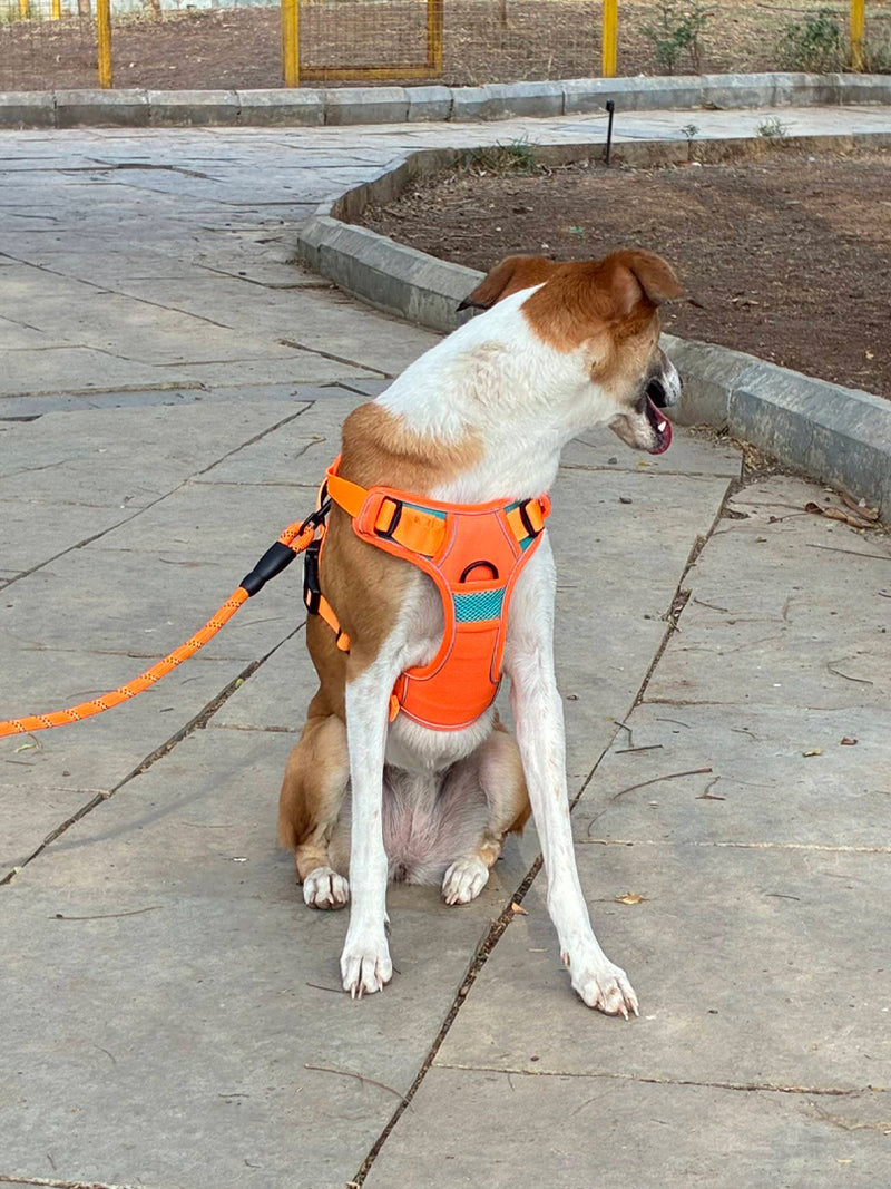 No Pull Premium Harness for dogs