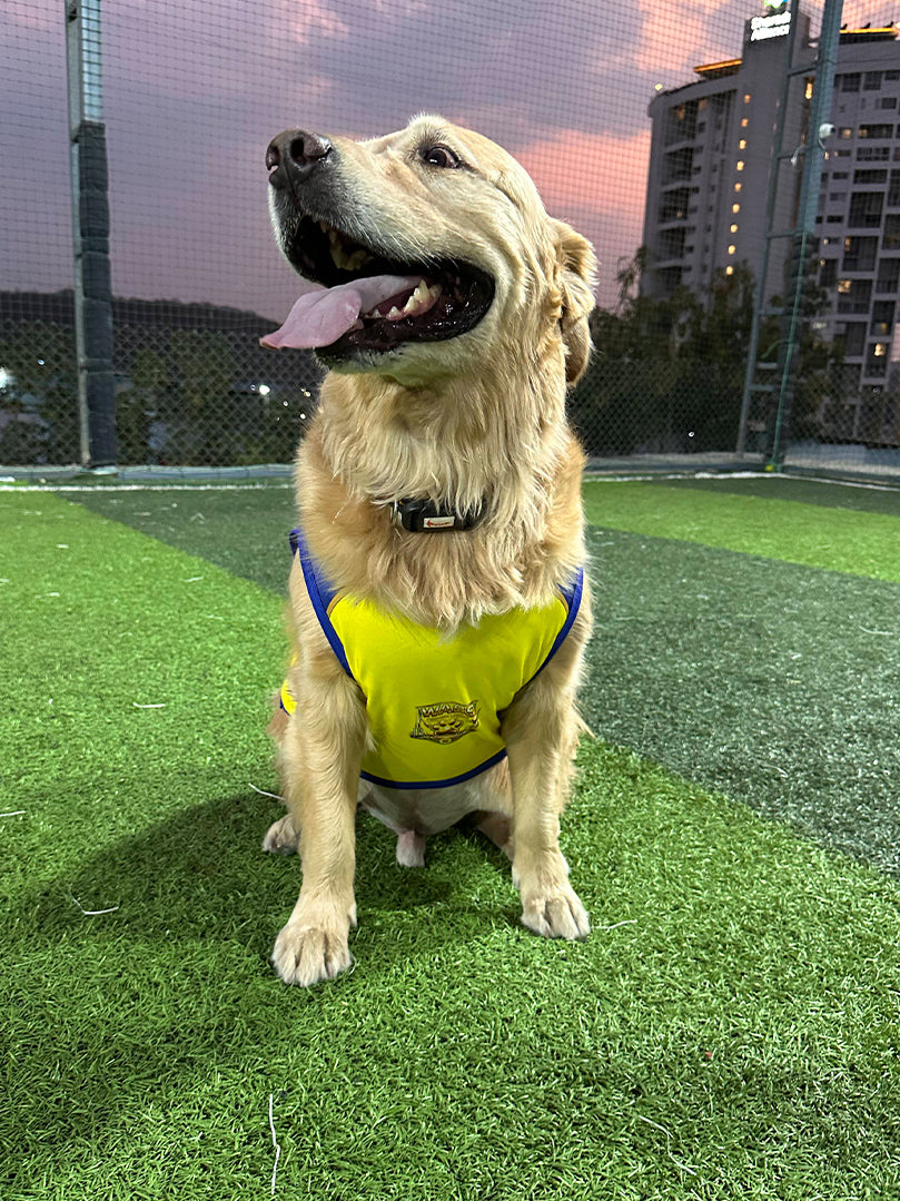 Golden Retriever sitting on a turf field wearing the yellow and blue Dhoni 7 fan jersey from The Woof Parade.