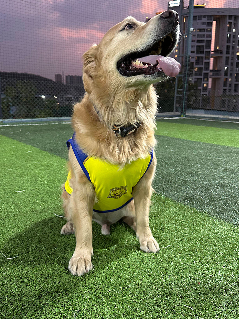 Golden Retriever sitting on a turf field wearing the yellow and blue Dhoni 7 fan jersey from The Woof Parade.