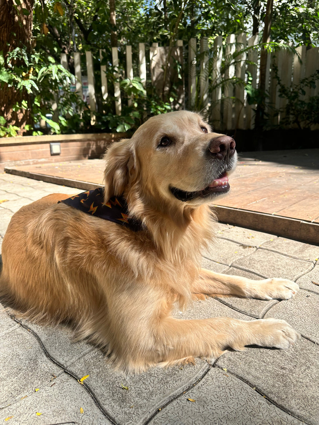 Golden Retriever lying on a stone patio wearing a Flash printed dog bandana from The Woof Parade.