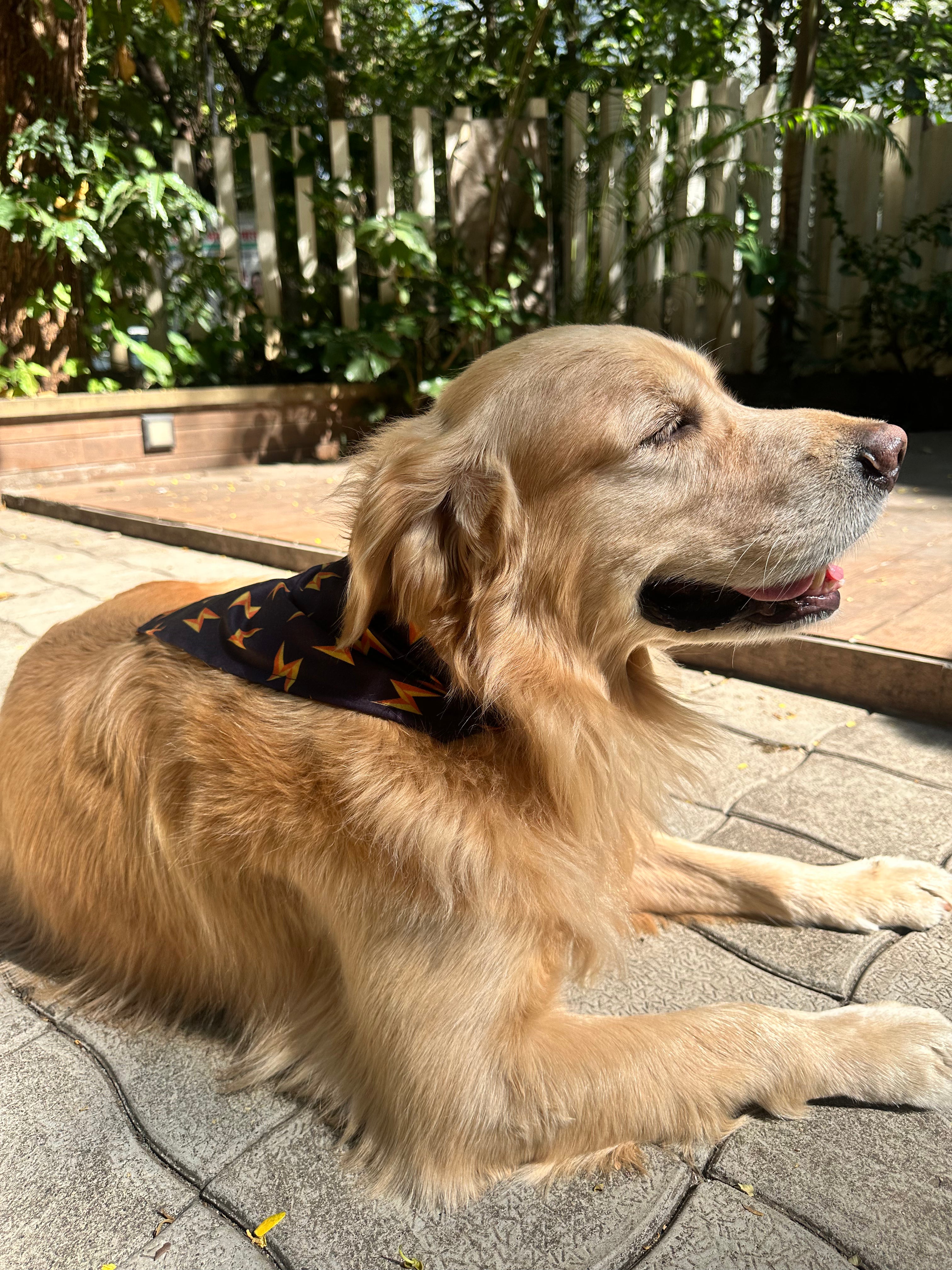 Golden Retriever lying on a stone patio wearing a Flash printed dog bandana from The Woof Parade.