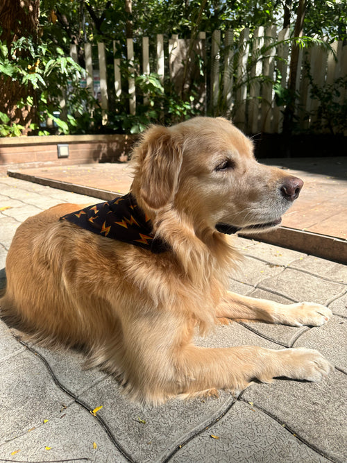 Golden Retriever lying on a stone patio wearing a Flash printed dog bandana from The Woof Parade.
