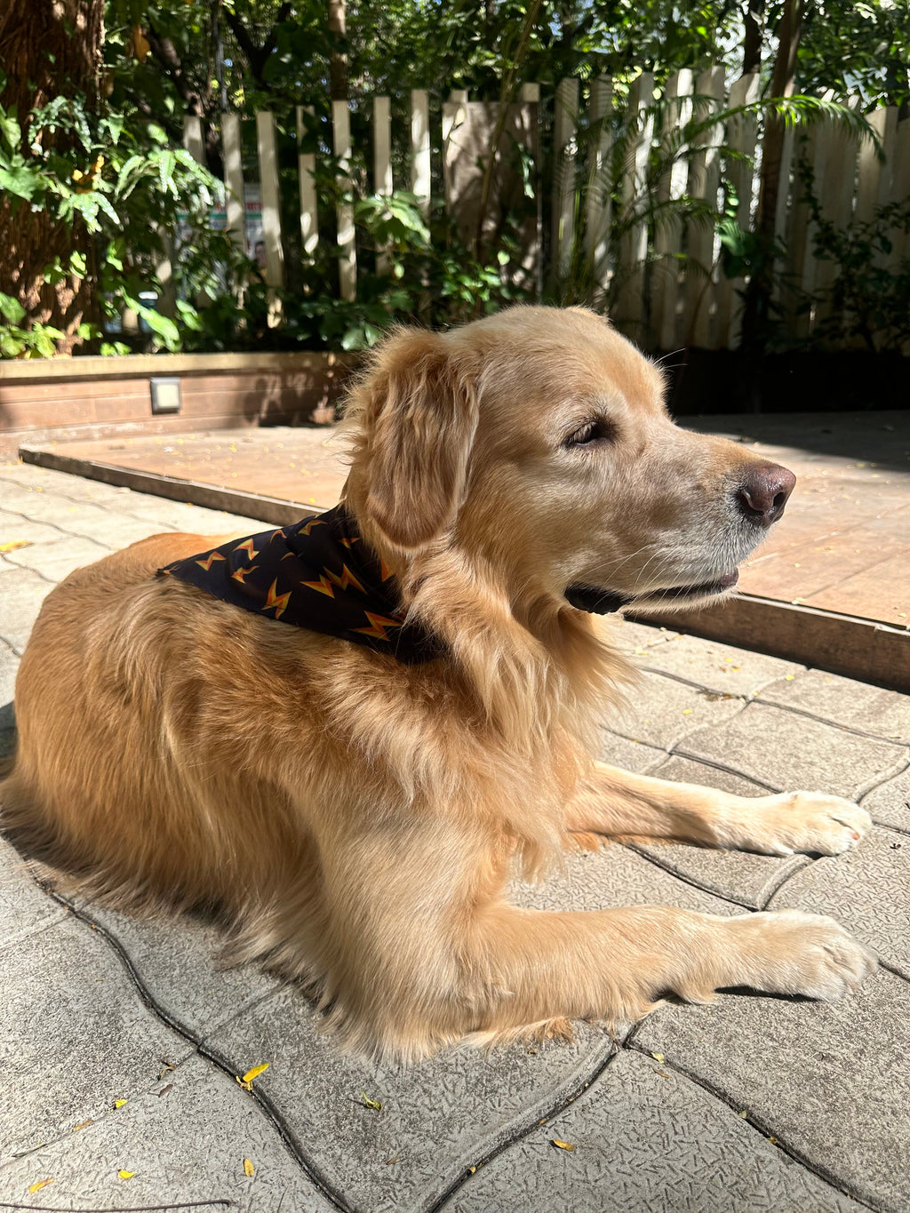Golden Retriever lying on a stone patio wearing a Flash printed dog bandana from The Woof Parade.