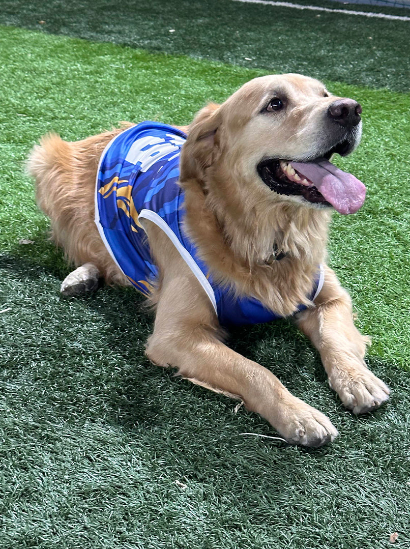 Golden Retriever wearing a custom blue "Rohit 45" cricket jersey for dogs from The Woof Parade.