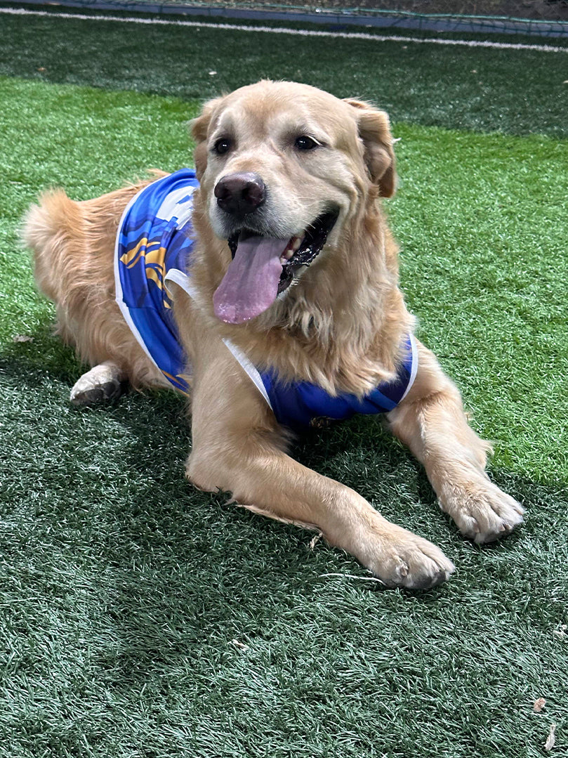 Golden Retriever wearing a custom blue "Rohit 45" cricket jersey for dogs from The Woof Parade.