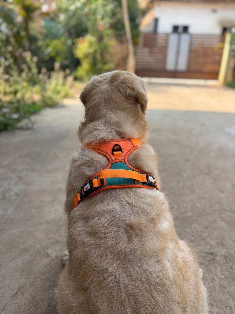 Back view of a Golden Retriever modeling the adjustable orange dog harness with a secure fit for daily walks — The Woof Parade.