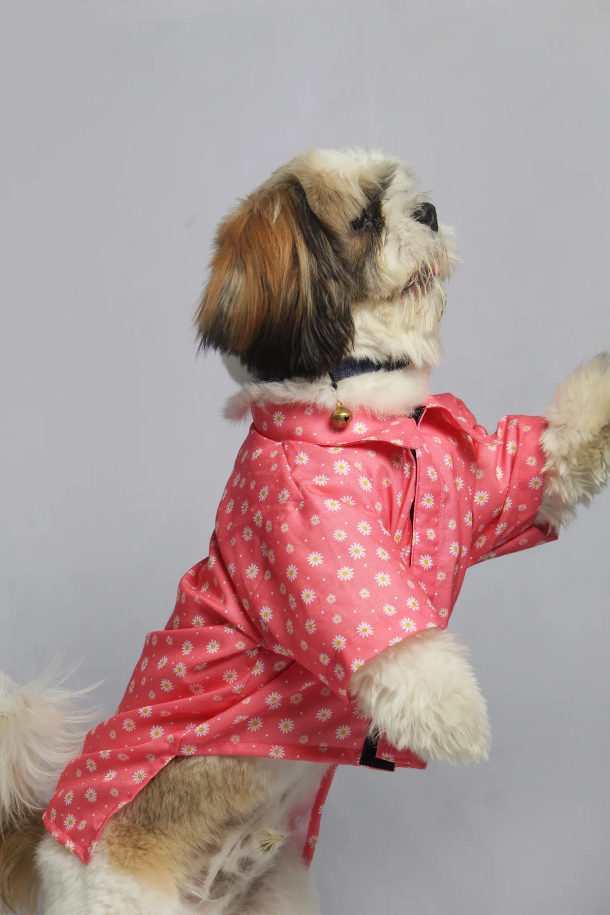 Side view of a Shih Tzu modeling a lightweight and breathable pink daisy print cotton shirt by The Woof Parade.