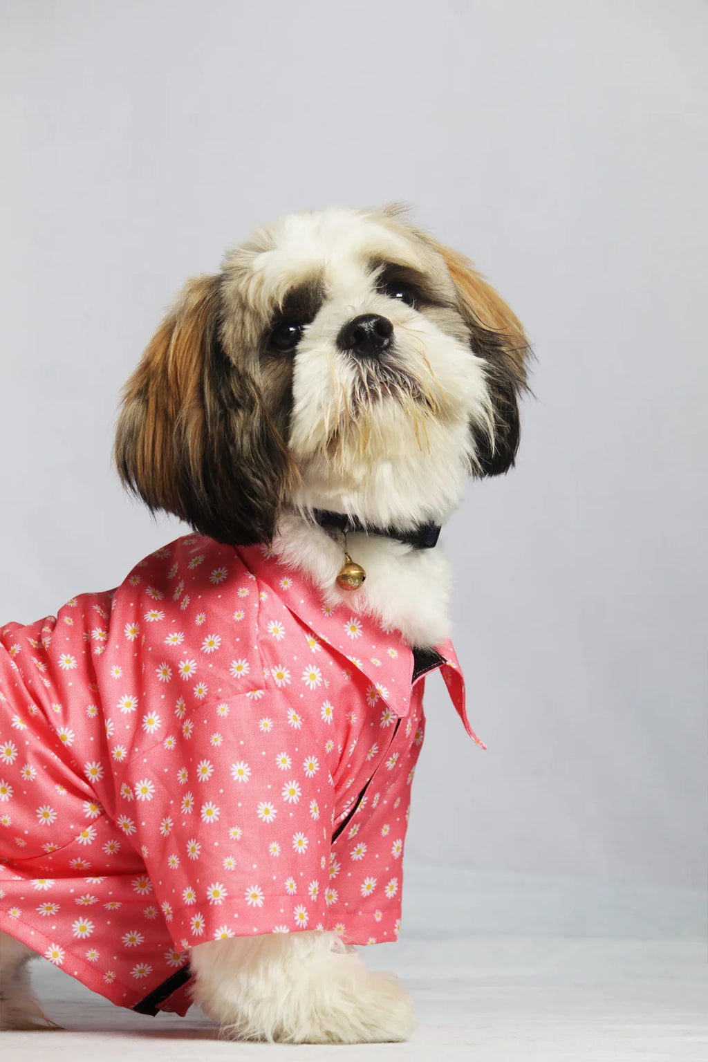 Shih Tzu dog sitting and wearing a pink Petal Pup Cotton Shirt with white daisy prints from The Woof Parade.