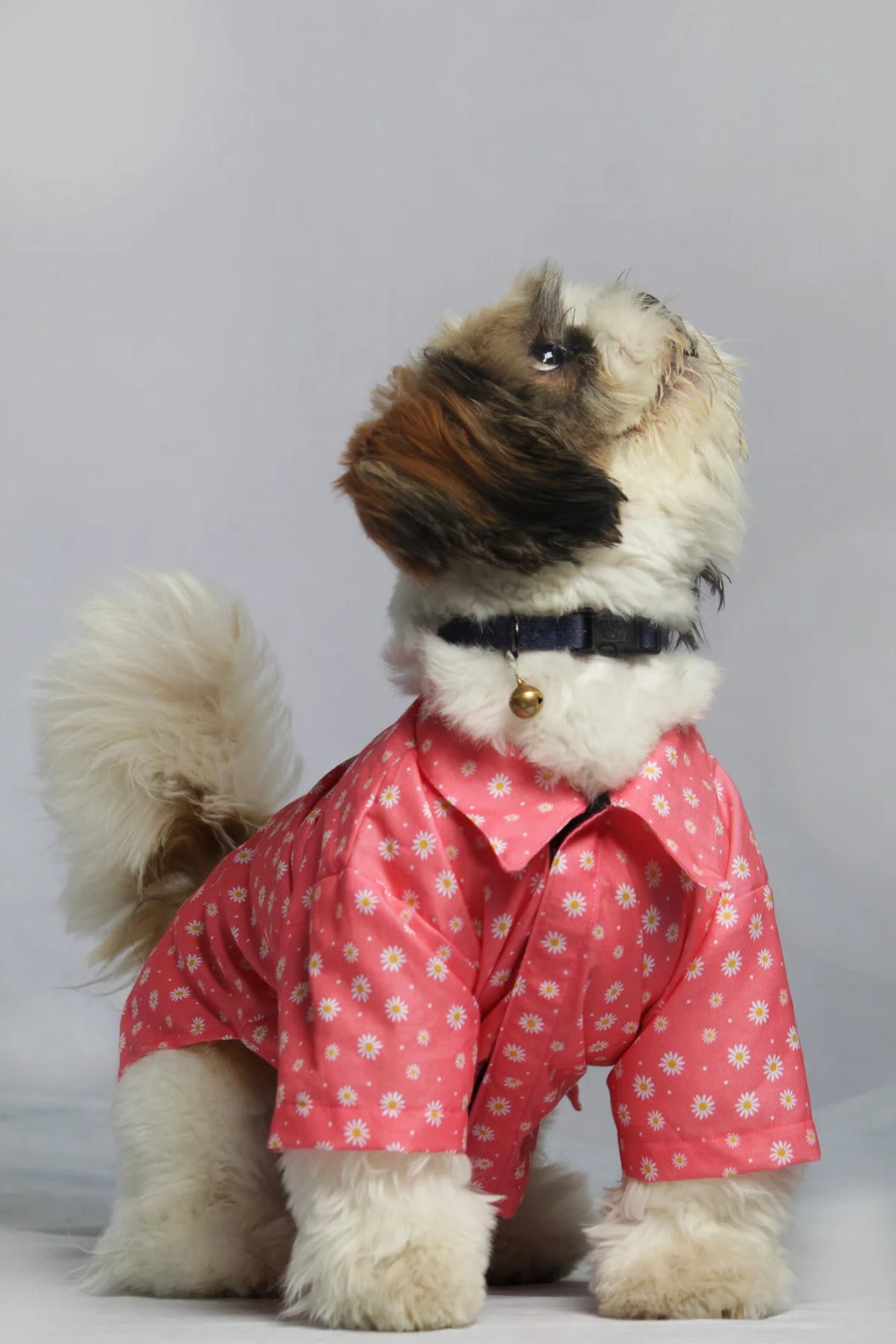 Side view of a Shih Tzu modeling a lightweight and breathable pink daisy print cotton shirt by The Woof Parade.