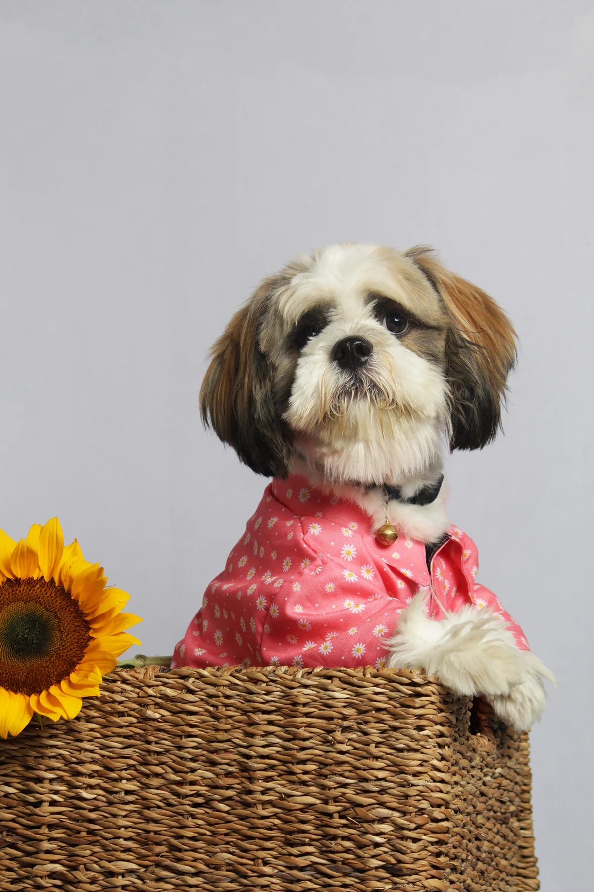 Cute Shih Tzu sitting in a wicker basket wearing a pink floral daisy print pet shirt from The Woof Parade.