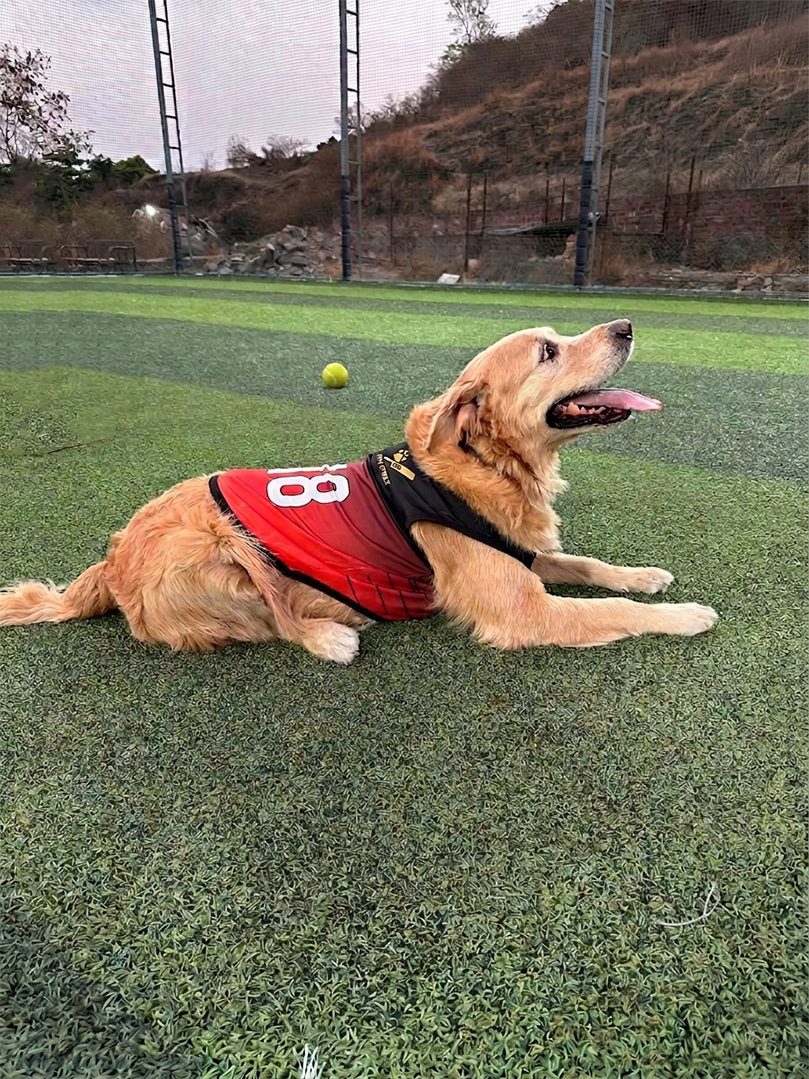 Golden Retriever model wearing a red and black custom dog sports jersey by The Woof Parade.