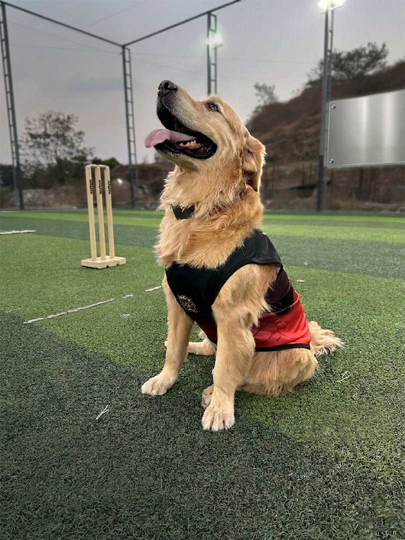 Golden Retriever model wearing a red and black custom dog sports jersey by The Woof Parade.