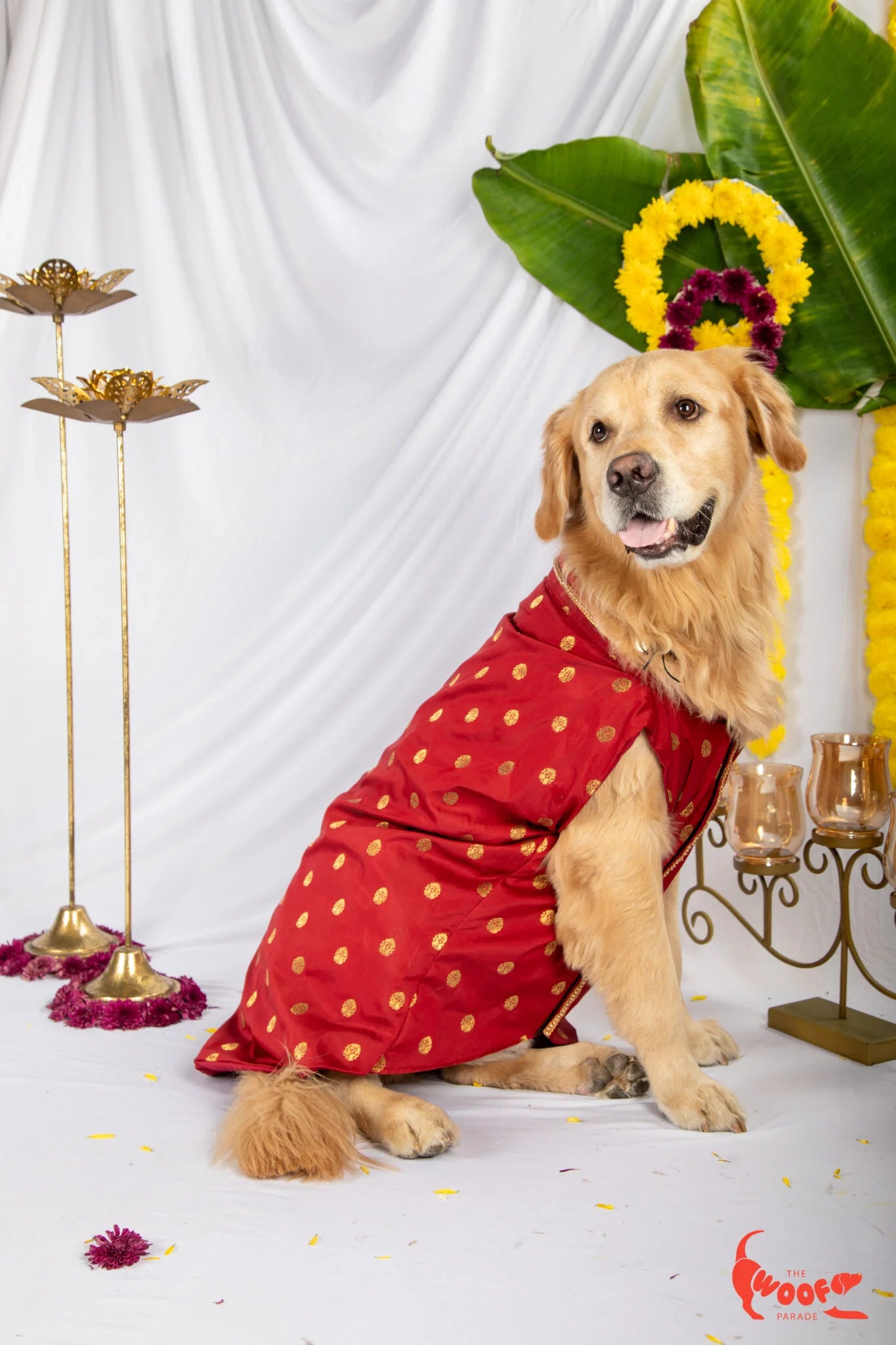 Golden Retriever dog sitting in a festive studio setting wearing a Red Banarasi Festive Kurta with gold patterns from The Woof Parade.