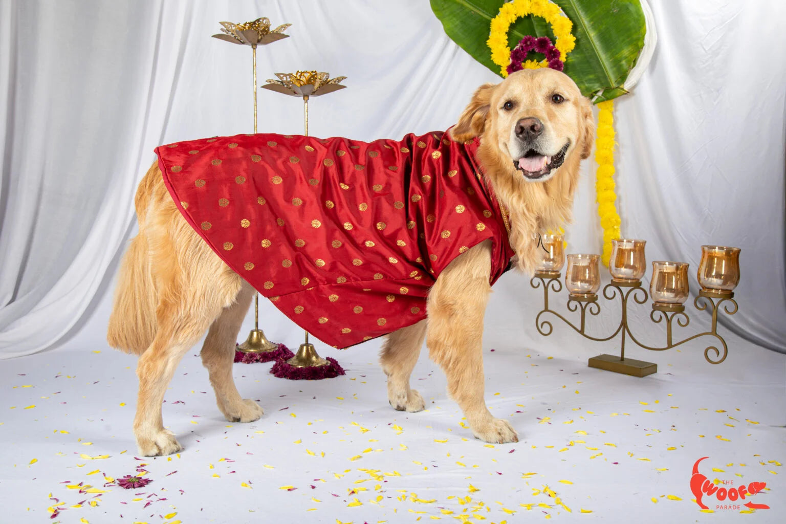 Side profile of a Golden Retriever modeling a red ethnic kurta for dogs featuring traditional gold Banarasi motifs by The Woof Parade.