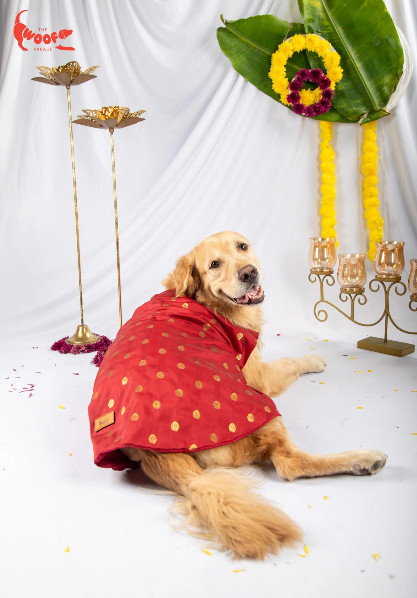 Golden Retriever lying down in a festive display wearing a comfortable red and gold ethnic pet kurta from The Woof Parade.