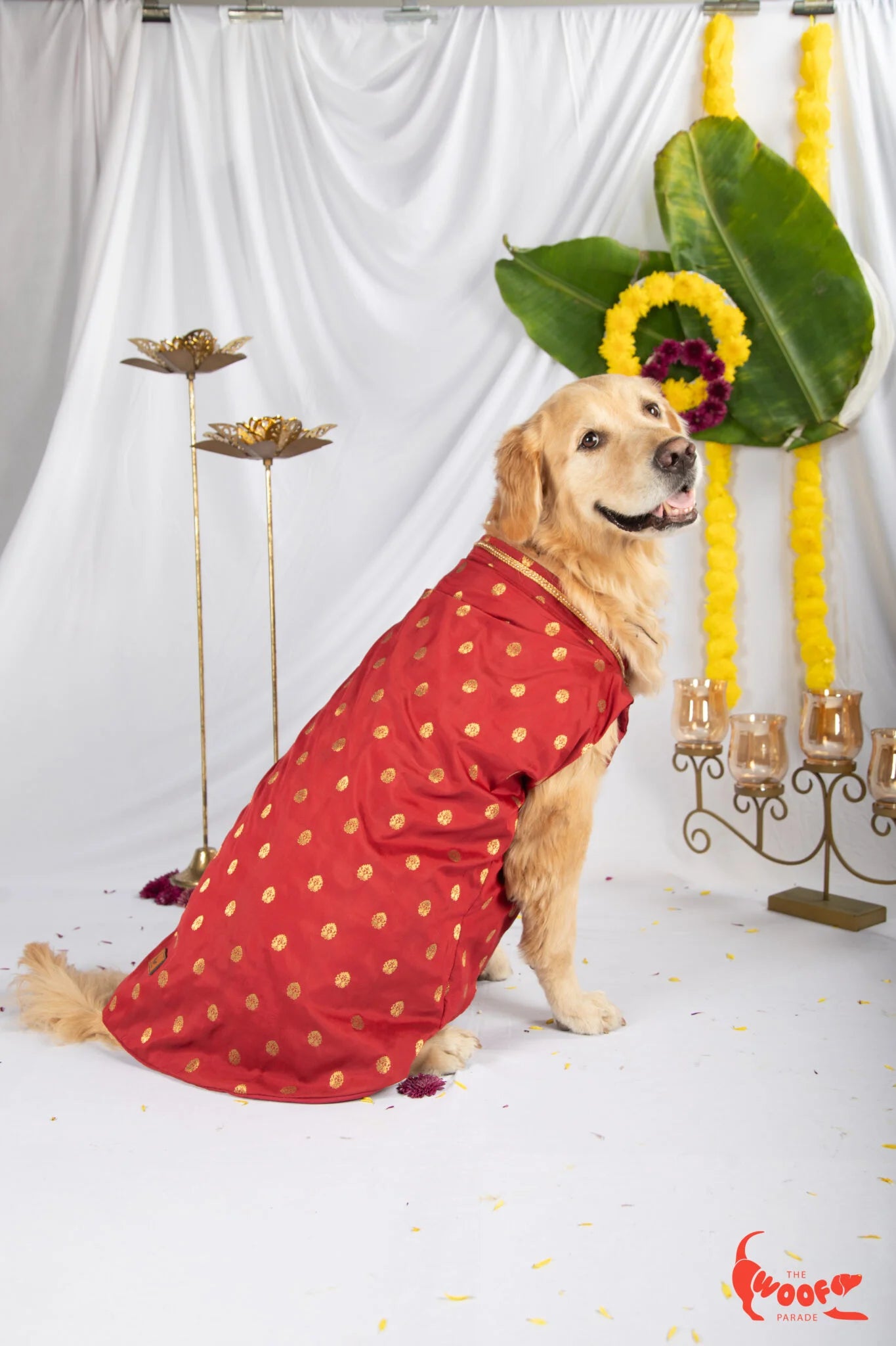 Red Banarasi festive kurta for dogs and cats with elegant gold patterns, modeled by a Golden Retriever — The Woof Parade.
