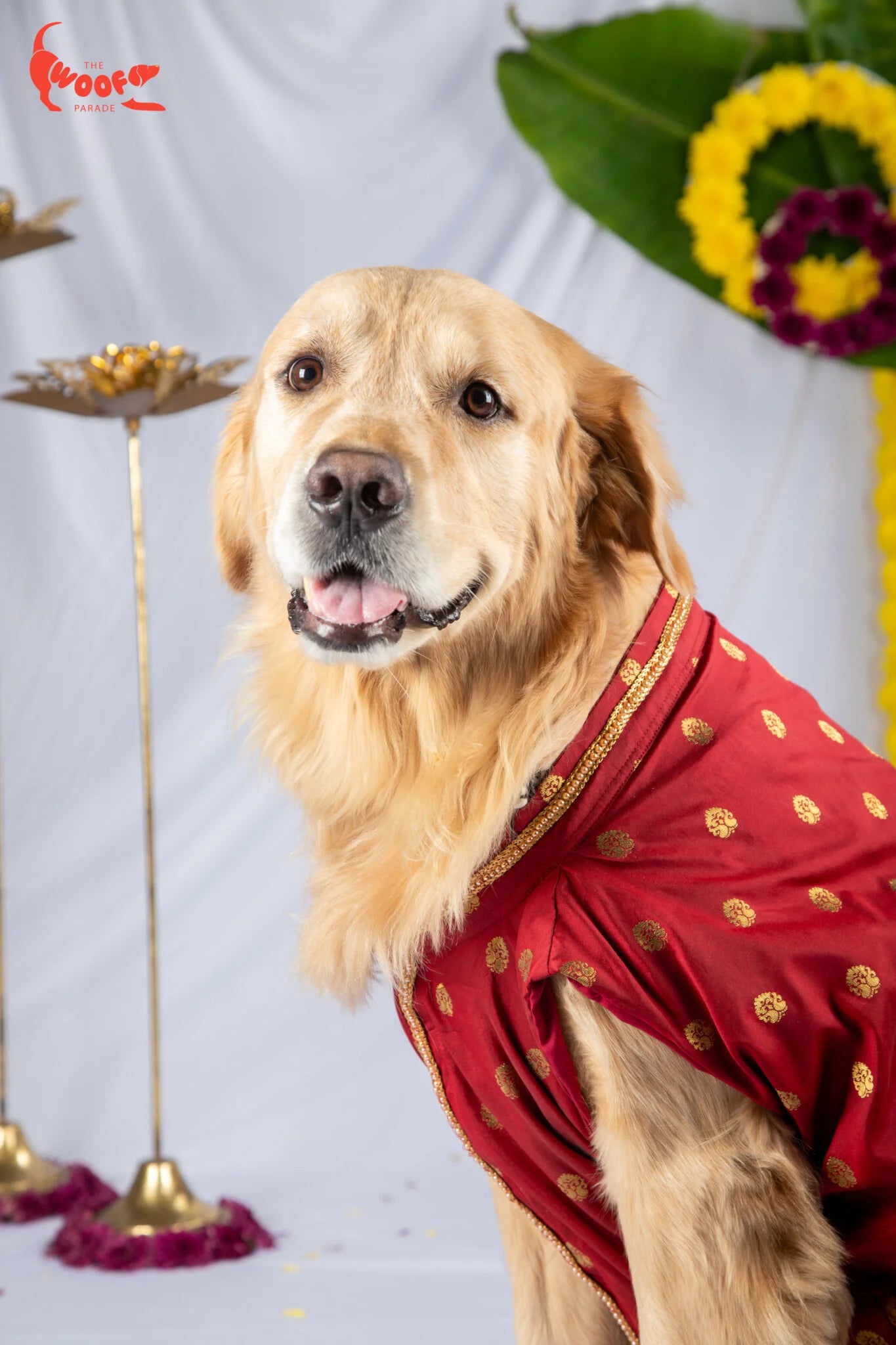 Close-up of a Golden Retriever wearing a traditional red Banarasi kurta, perfect for Diwali or wedding celebrations — The Woof Parade.