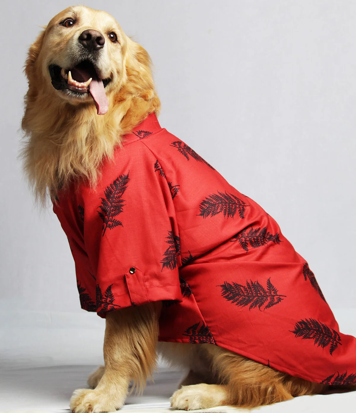Golden Retriever sitting and wearing a vibrant red Regal Red Cotton Shirt with black leaf prints from The Woof Parade.