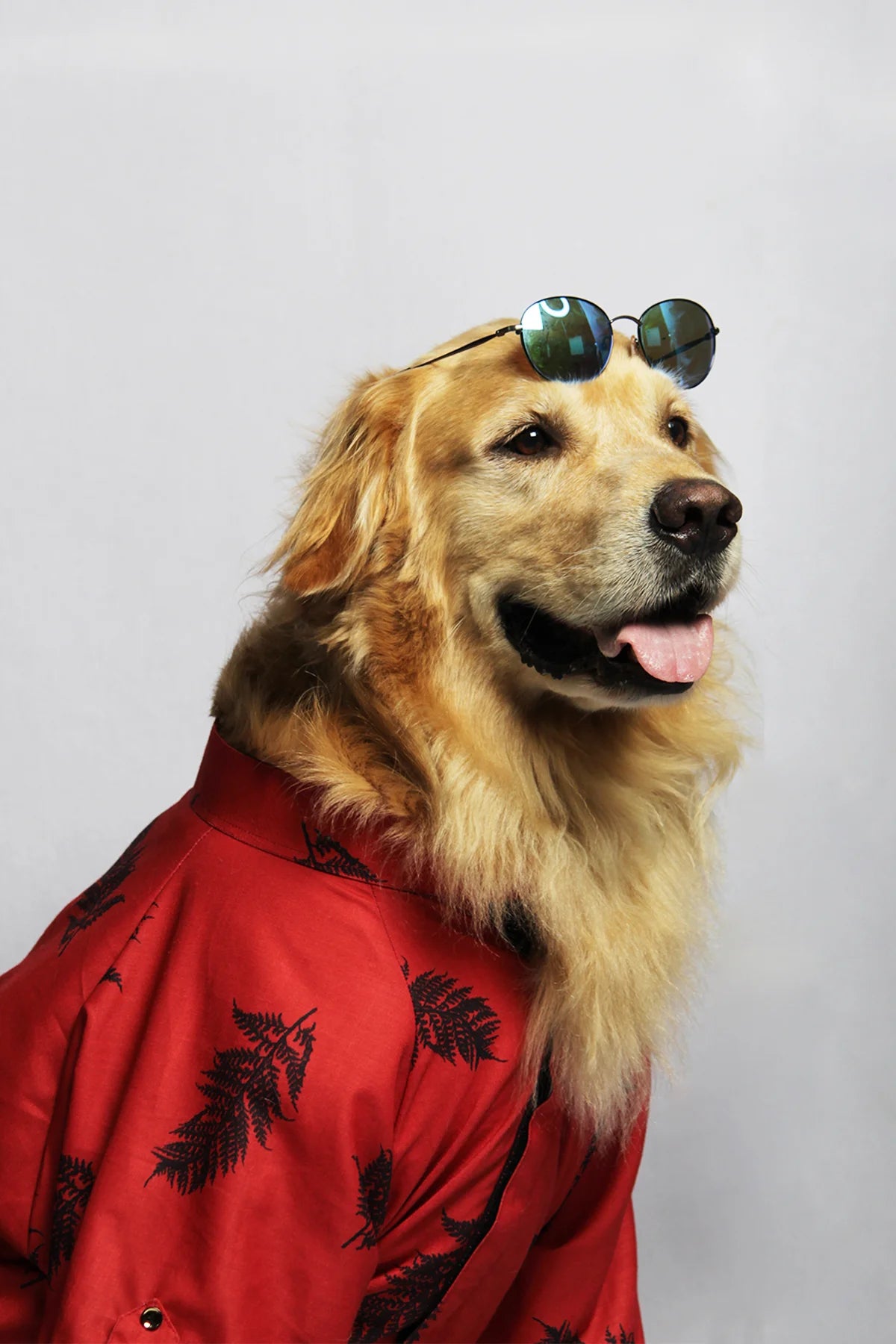 Profile view of a Golden Retriever wearing a red tropical casual shirt and sunglasses—The Woof Parade.
