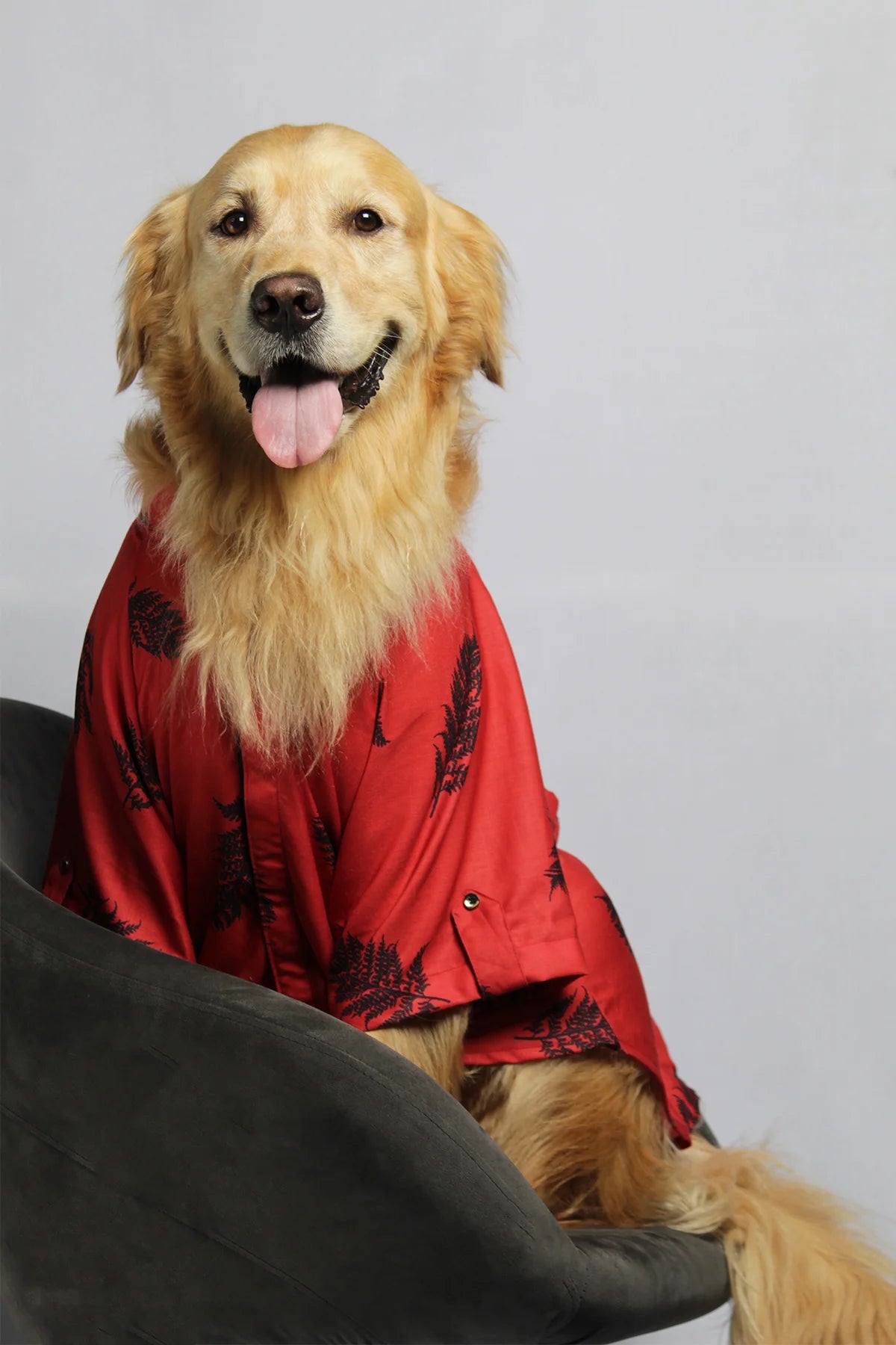 Golden Retriever sitting and wearing a vibrant red Regal Red Cotton Shirt with black leaf prints from The Woof Parade.