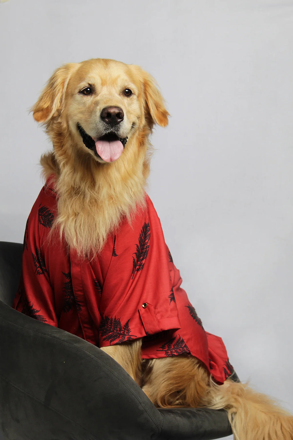Golden Retriever sitting and wearing a vibrant red Regal Red Cotton Shirt with black leaf prints from The Woof Parade.