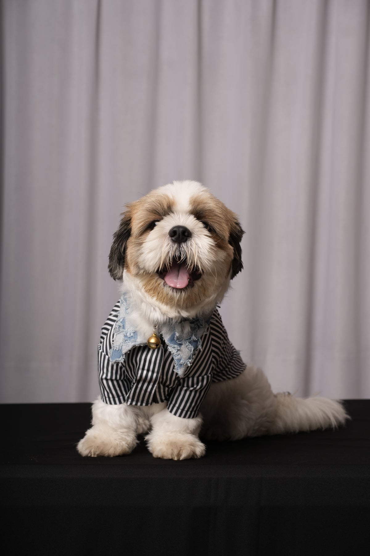 Denim Daze Shirt for Dogs & Cats Rs. 1,299.00