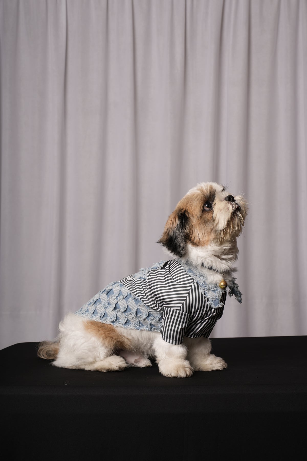 Denim Daze Shirt for Dogs & Cats Rs. 1,299.00