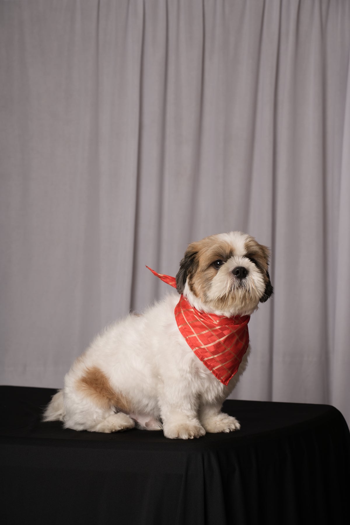 Red Traditional Bandana for Dogs & Cats