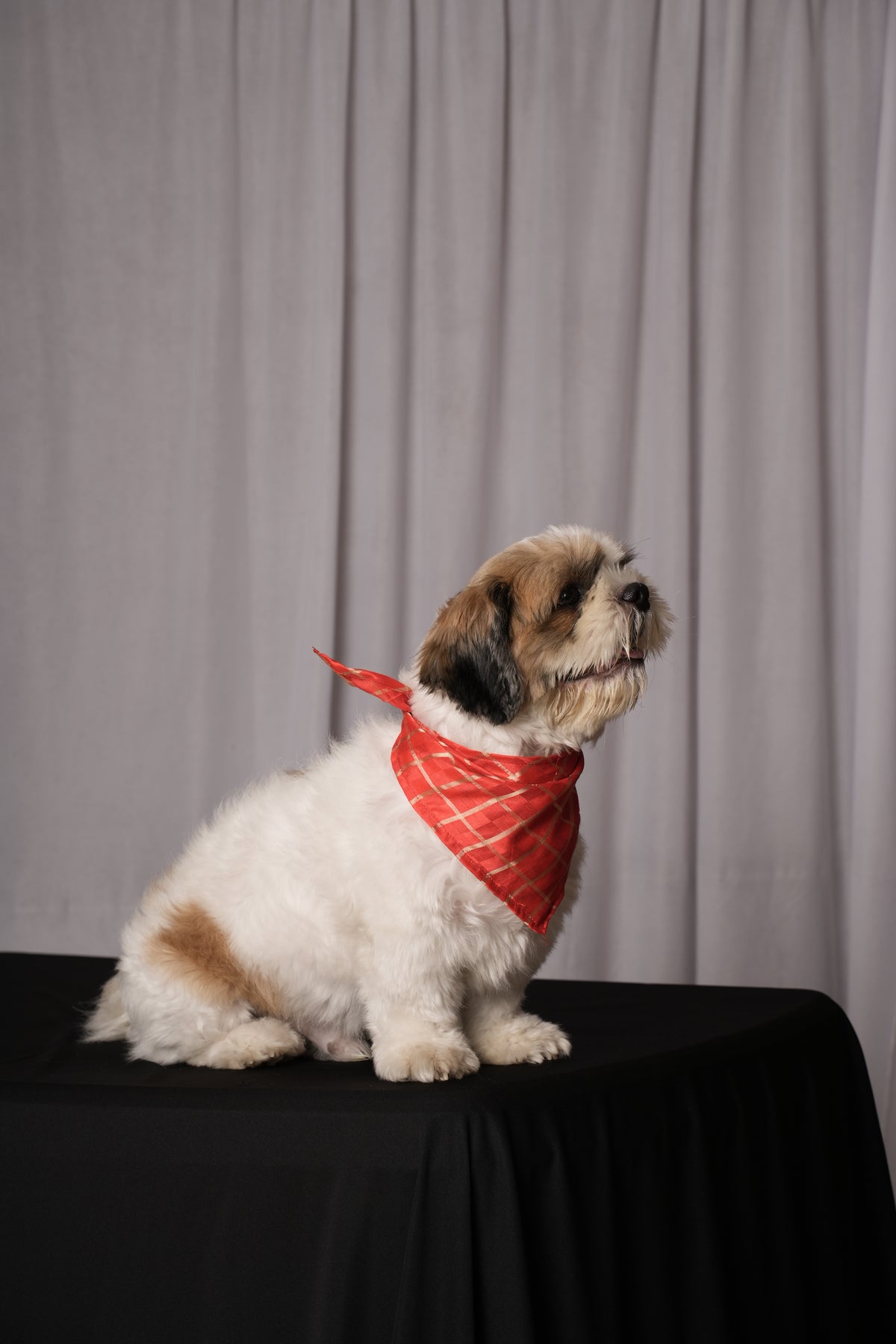 Red Traditional Bandana for Dogs & Cats