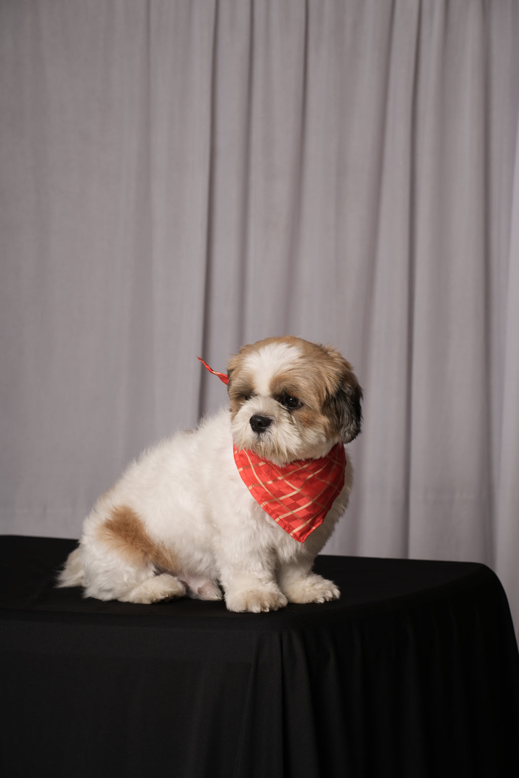 Red Traditional Bandana for Dogs & Cats