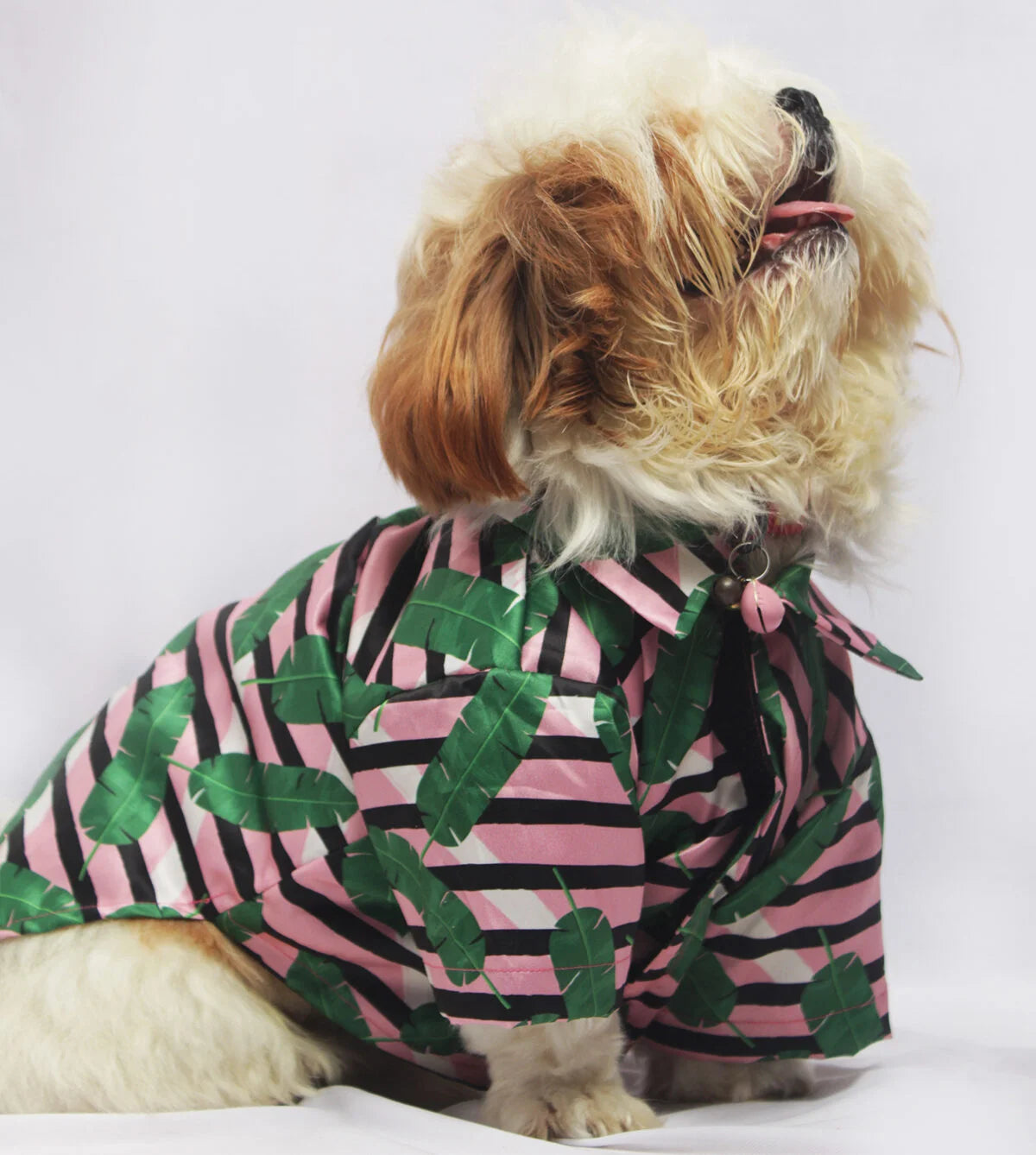 Small breed dog wearing a summer-themed Satin Blush Shirt, ideal for tropical vacations and casual wear from The Woof Parade.