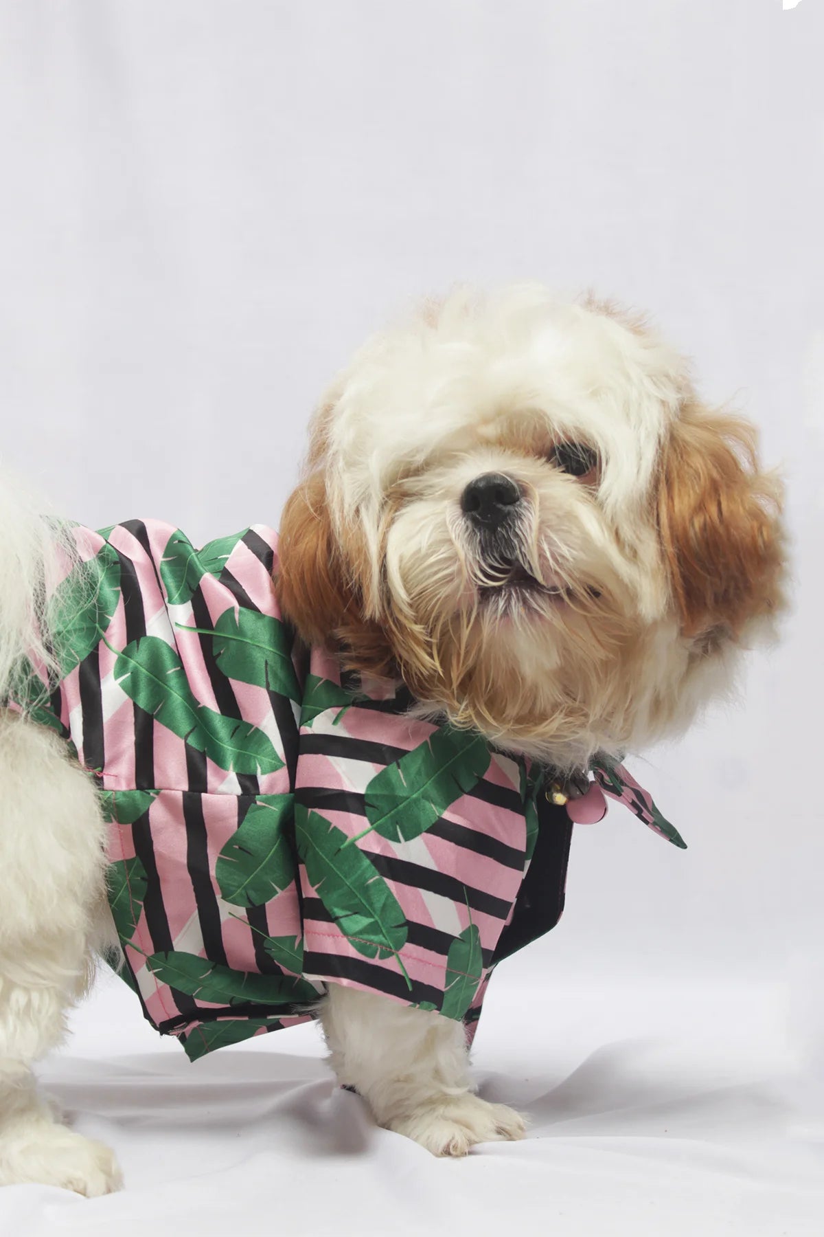 Front view of a small dog in a comfortable tropical casual satin shirt with pink and green leaf patterns by The Woof Parade.