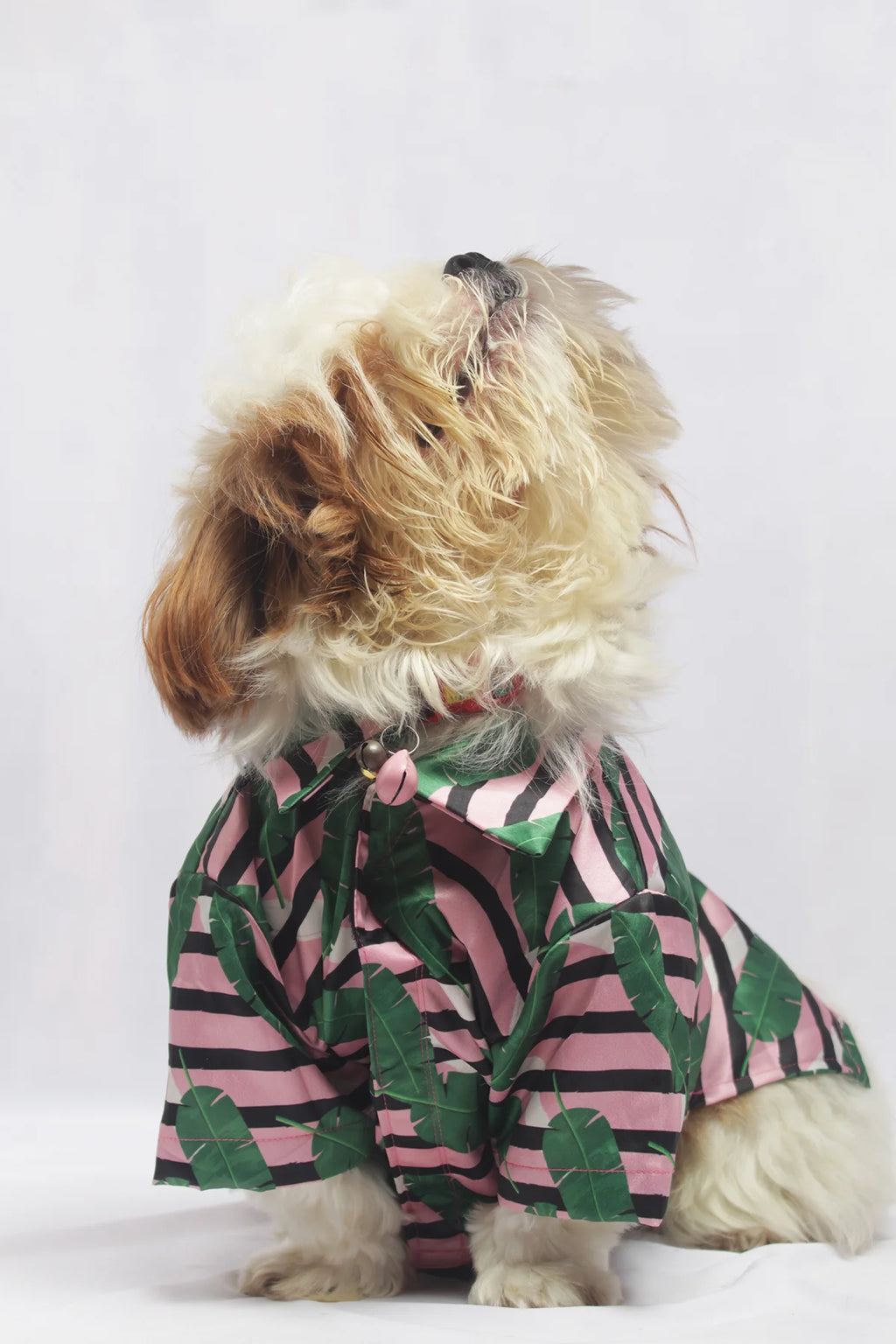 Side profile of a Shih Tzu modeling a pink and black striped satin pet shirt for summer vacations - The Woof Parade.